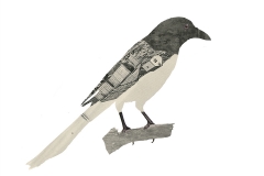 Birds and Books | Sarah Fuller Magpie