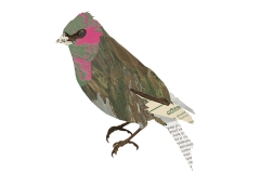 Birds and Books | Sarah Fuller Purple-Finch